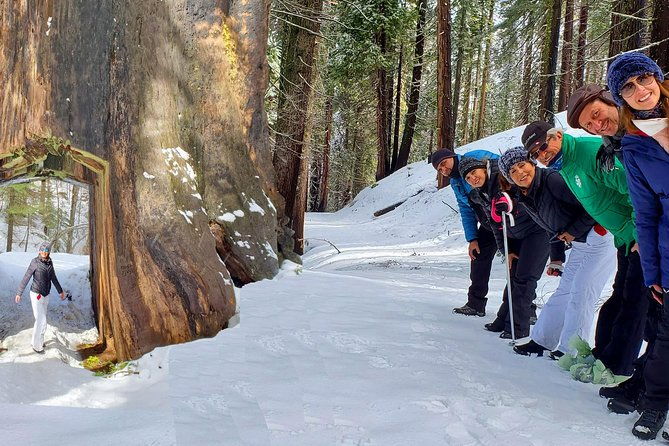 2-day-private-yosemite-tour-waterfalls-sequoias-and-glacier-pt