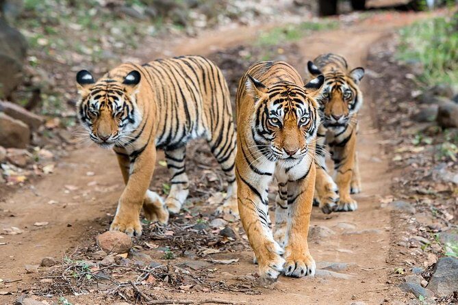 2-Day Ranthambore Safari with Sunrise view of Taj Mahal - 2-Day Ranthambore Safari with Sunrise View of Taj Mahal: A Practical Guide