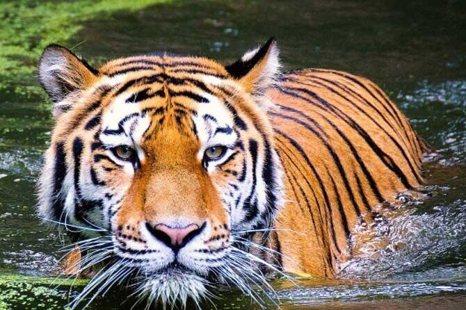 2-Day Ranthambore Safari with Sunrise view of Taj Mahal - Final Thoughts: Who Will Love This Tour?