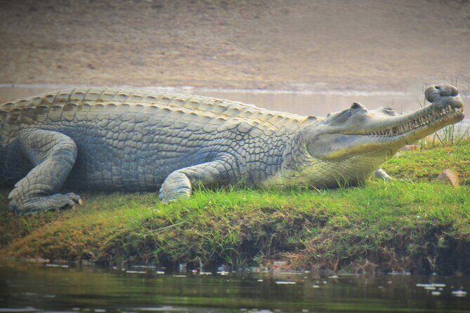 2-Day Ranthambore Tiger & Chambal River Safari from Jaipur - The Sum Up: Who Will Love This Tour?