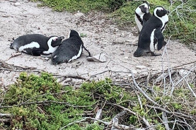 2 Day Safari Experience from Cape Town - The Experience Breakdown: What to Expect