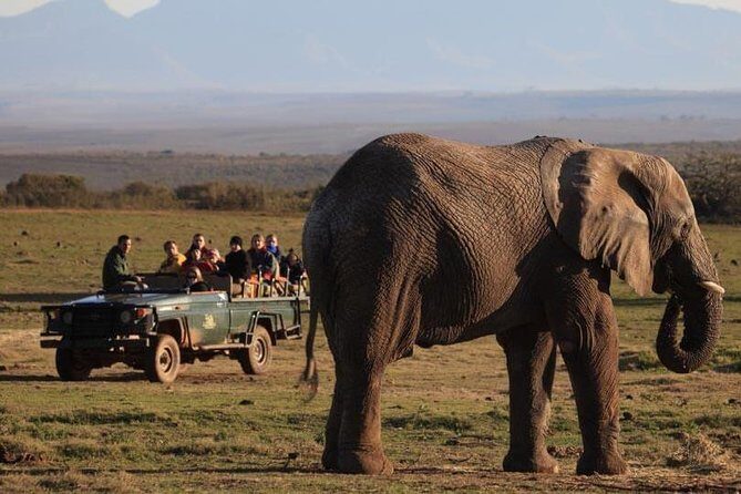 2 Day Safari Experience from Cape Town - Who Should Consider This Tour?