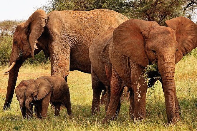 2-Day Safari in Taita Hills from Mombasa - The Itinerary in Detail