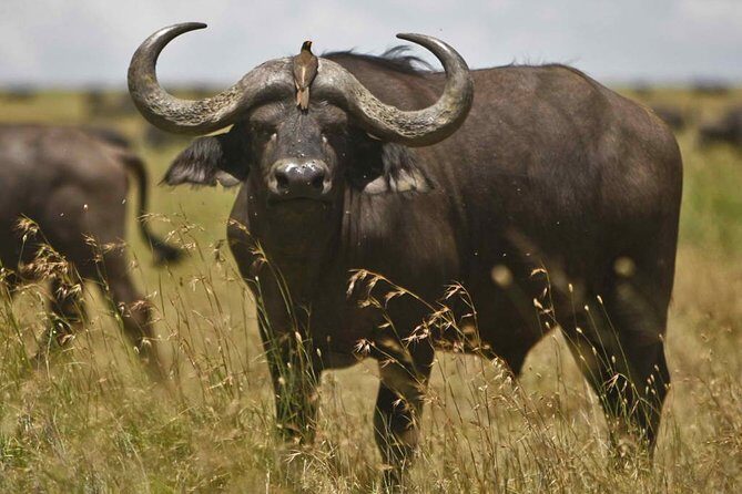 2 Day Safari Isimangaliso Wetland Park & Hluhluwe Imfolozi from Durban - Who This Tour Is Perfect For  