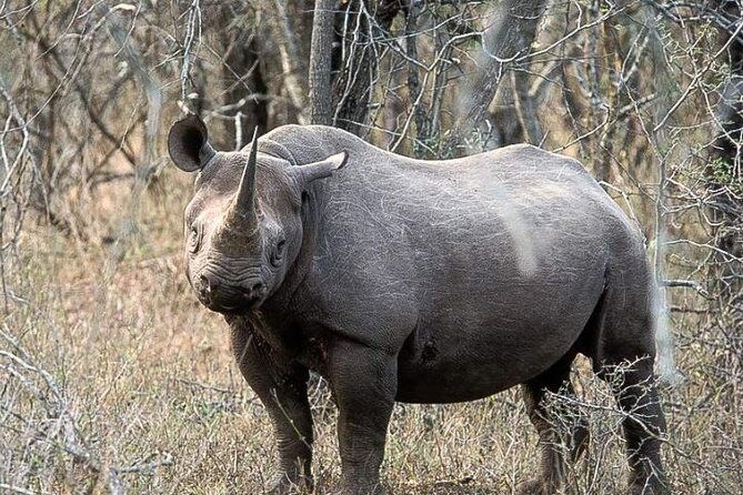 2 Day Safari Isimangaliso Wetland Park & Hluhluwe Imfolozi from Durban - FAQs  