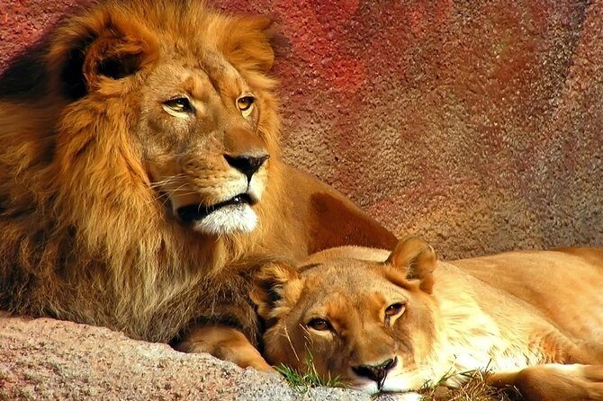 2 Day Safari Isimangaliso Wetland Park & Hluhluwe Imfolozi from Durban - Final Thoughts  