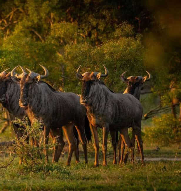 2-Day Safari Nyerere National Park from Zanzibar - 2-Day Safari Nyerere National Park from Zanzibar