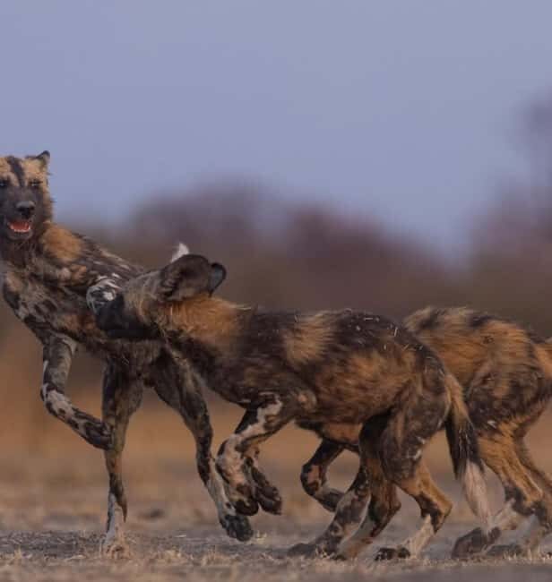 2-Day Safari Nyerere National Park from Zanzibar - Key Points