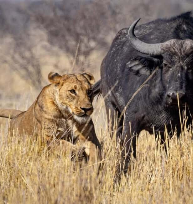 2-Day Safari Nyerere National Park from Zanzibar - What Makes This Safari Stand Out?