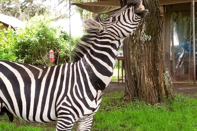 2 Day Safari Tarangire and Ngorongoro Crater - Key Points
