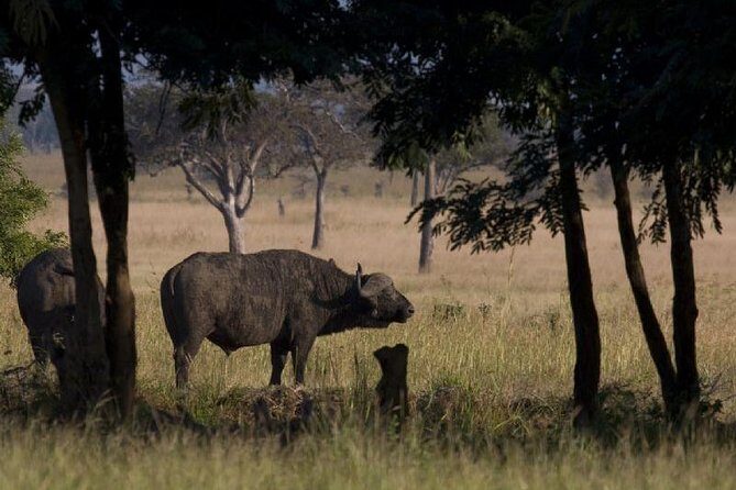 2 Day safari to Mikumi departure from Zanzibar - Key Points