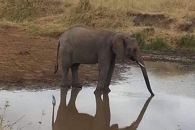 2 Day safari to Mikumi departure from Zanzibar - Authentic Experiences and Guide Insights