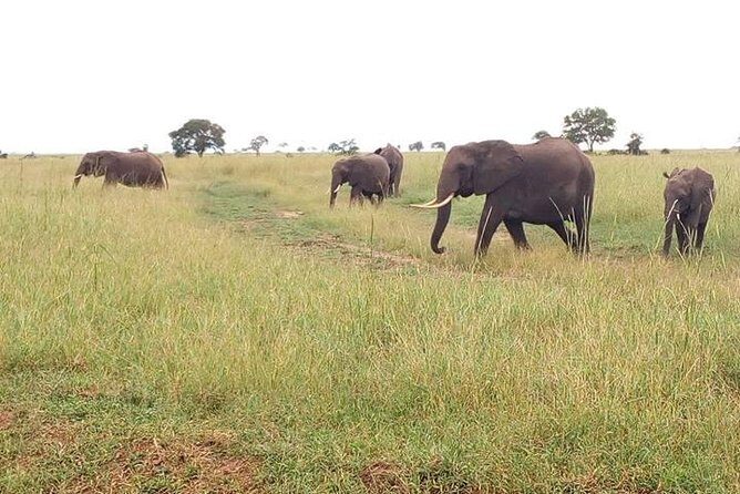 2 Day Safari To Mikumi National Park + transfers from Dar Es Salam - Key Points