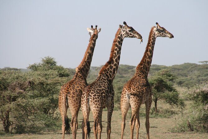 2-Day Safari Tour to Tarangire & Ngorongoro Crater (Mid-range) - Exploring the Itinerary: What to Expect