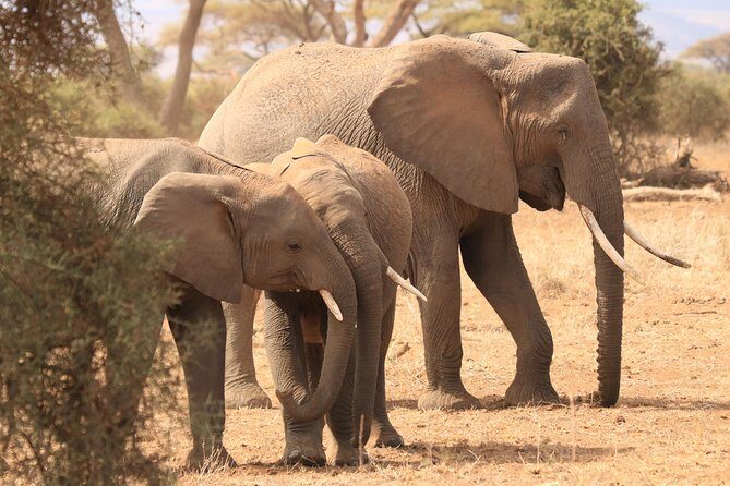 2-Day Safari Tour to Tarangire & Ngorongoro Crater (Mid-range) - The Value of the Price Point