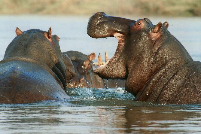 2-Day Safari Tour to Tarangire & Ngorongoro Crater (Mid-range) - Authenticity and Guide Expertise