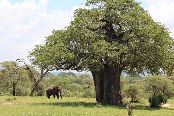 2-Day Safari Tour to Tarangire & Ngorongoro Crater (Mid-range) - Practical Details to Keep in Mind