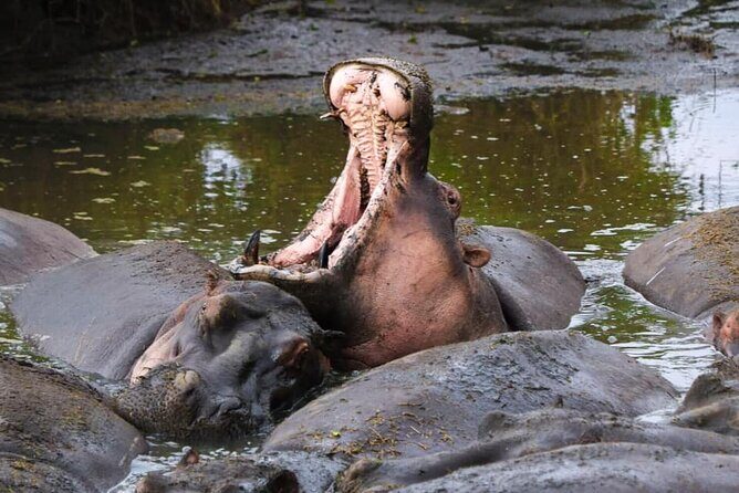 2-Day Safari Tour to Tarangire & Ngorongoro Crater (Mid-range) - Who Will Love This Safari?