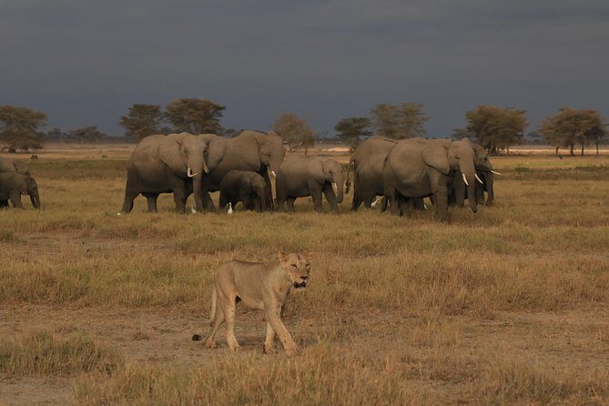 2-Day Safari Tour to Tarangire & Ngorongoro Crater (Mid-range) - Final Thoughts