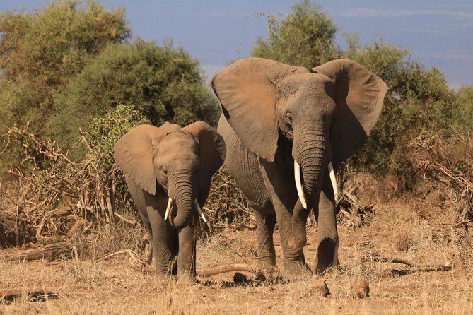 2-Day Safari Tour to Tarangire & Ngorongoro Crater (Mid-range) - FAQ