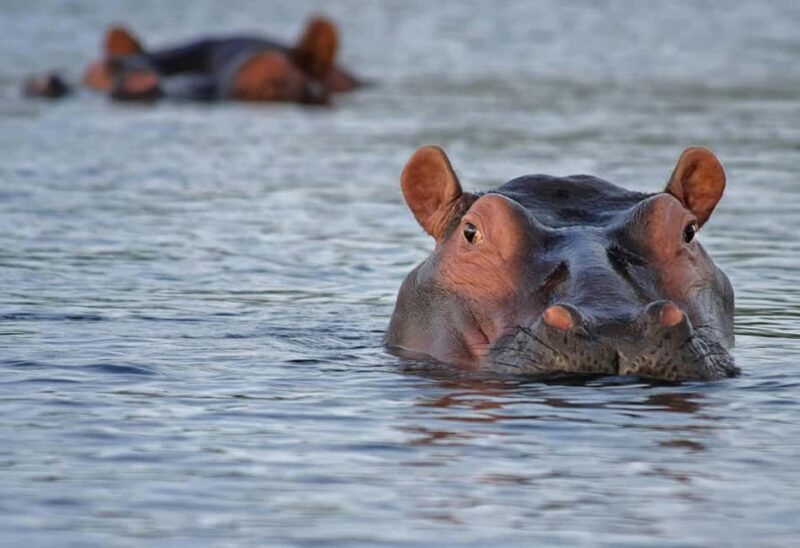 2-Day Safari with Big 5 Game Drives, at amazing 4-Star Lodge - An In-Depth Look at the 2-Day Safari Experience