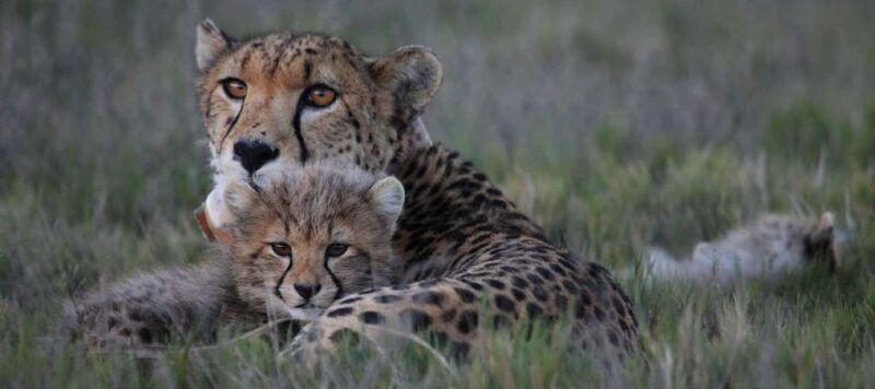 2-Day Safari with Big 5 Game Drives, at amazing 4-Star Lodge - Who Should Consider This Safari?