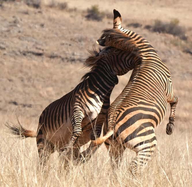 2-Day Safari with Big 5 Game Drives, at amazing 4-Star Lodge - FAQ