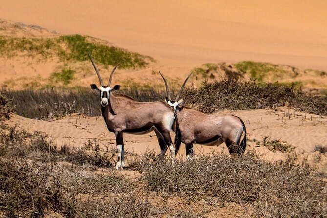 2 Day Scenic Sossusvlei Adventure Tour in Namibia - FAQs