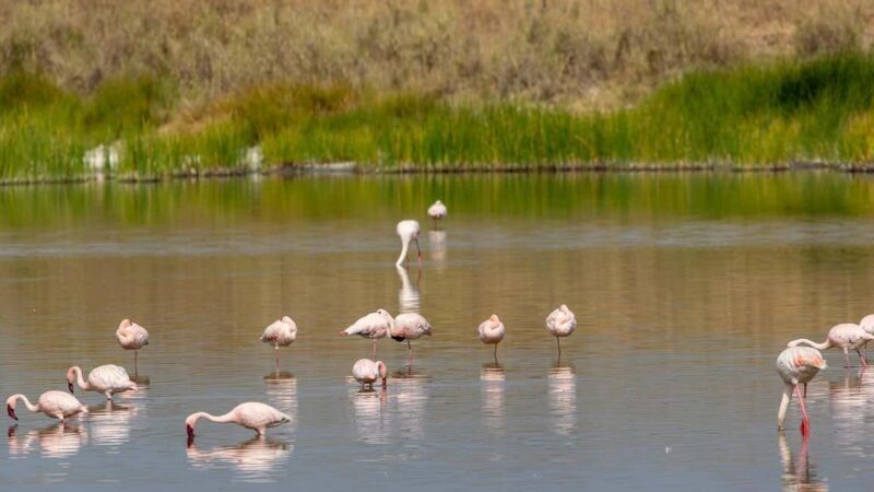 2-Day Selous Game Reserve Car & Boat Safari - The Value of the Experience