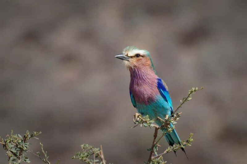 2-Day Selous Game Reserve Car & Boat Safari - Practical Tips for Your Safari