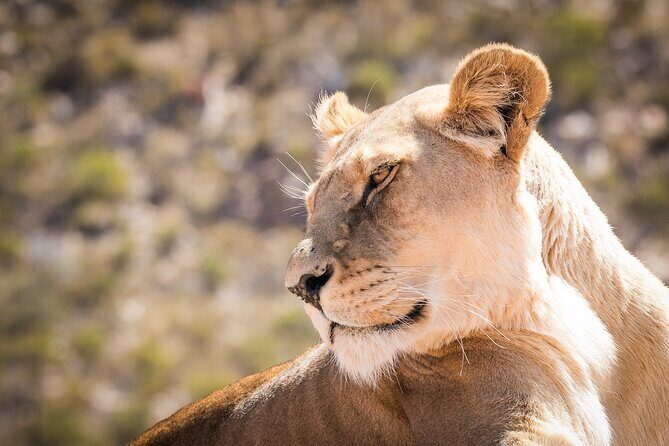 2-Day Selous Game Reserve Tour from Zanzibar - Authentic Insights from Reviewers
