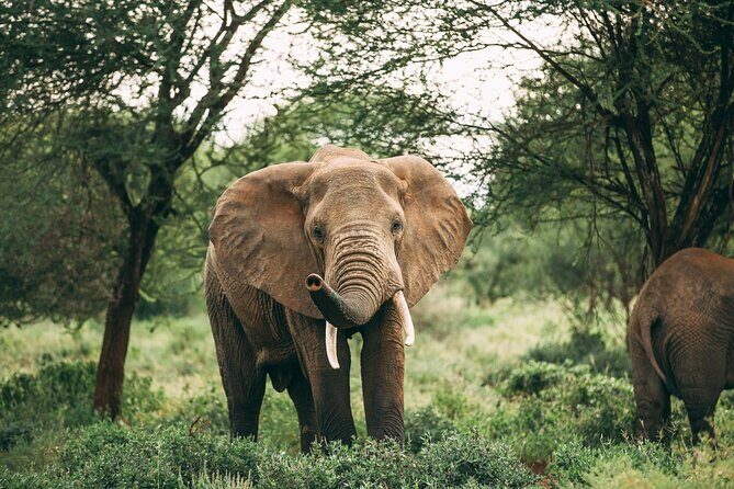 2-Day Selous Game Reserve Tour from Zanzibar - Is This Tour Right for You?