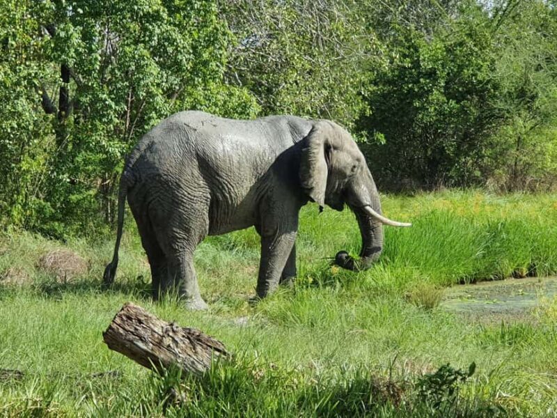 2 Day Selous wildlife view + Boat + Bushman walking safaris - What to Expect from the Wildlife Encounters