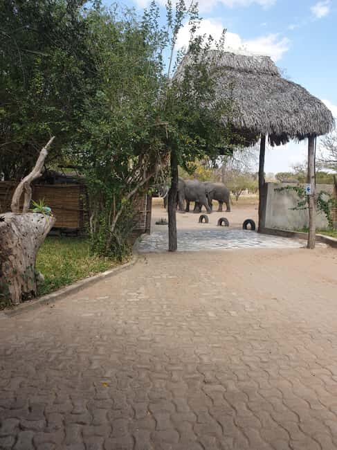 2 Day Selous wildlife view + Boat + Bushman walking safaris - Practical Tips for Travelers