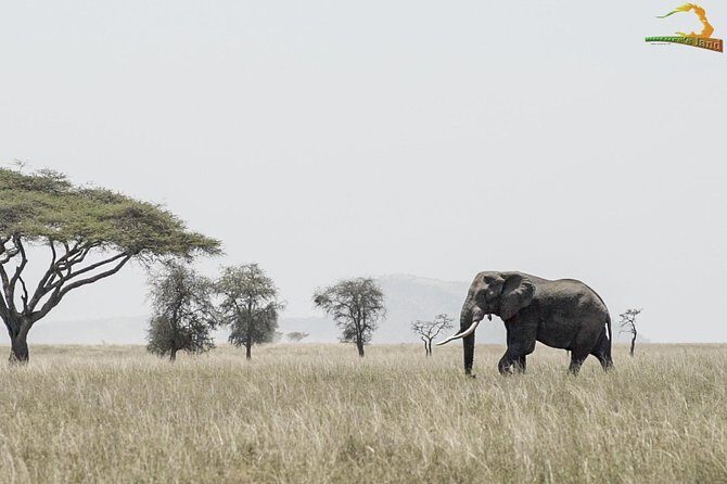 2 Day Serengeti Safari Experience from Mwanza - Considerations and Practical Tips