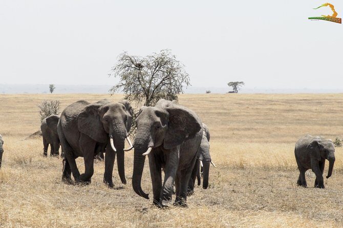 2 Day Serengeti Safari Experience from Mwanza - Final Thoughts