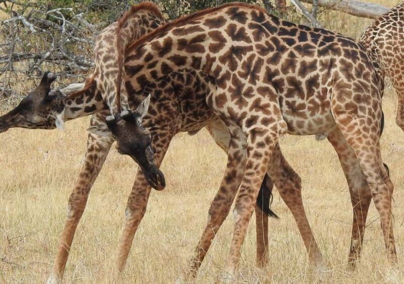 2-Day Serengeti Tour from Mwanza City - What to Expect on Your Serengeti Adventure