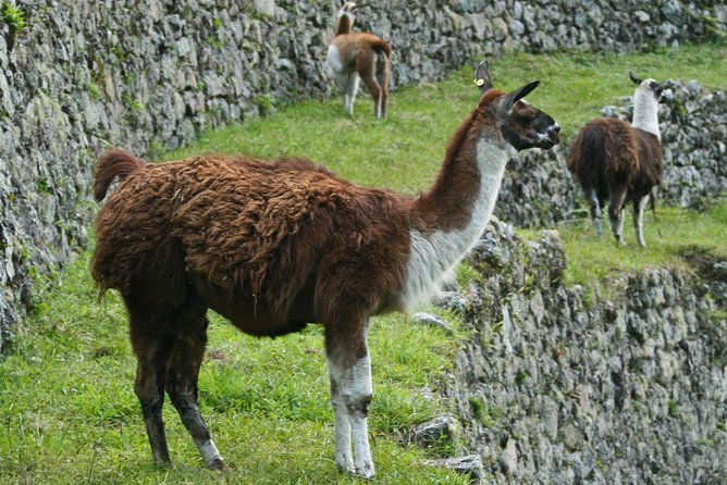 2-day-short-inca-trail-to-machu-picchu-group-service