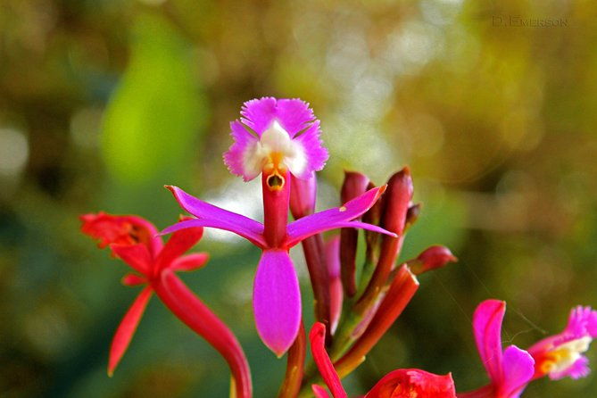 2-day-short-inca-trail-to-machu-picchu-private-services