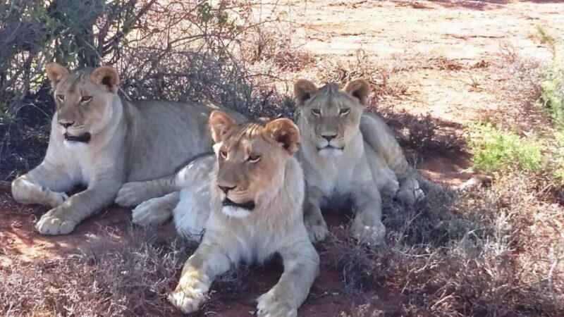 2 Day Small Group Cape Town: Garden Route Big 5 Safari Tour - Key Points