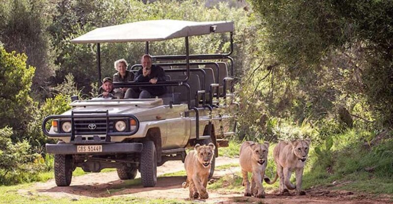 2 Day Small Group Cape Town: Garden Route Big 5 Safari Tour - Detailed Review