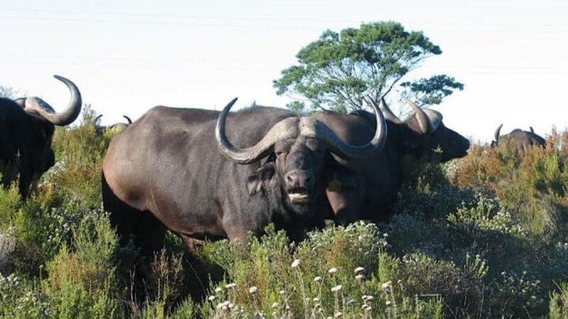 2 Day Small Group Cape Town: Garden Route Big 5 Safari Tour - FAQs