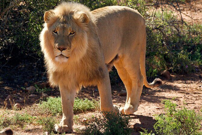 2 Day Small Group Garden Route Big 5 Safari Tour from Cape Town - The Sum Up