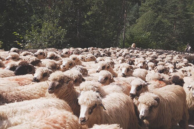 2-day-small-group-tour-in-transylvania-from-bucharest-maximum-5-persons