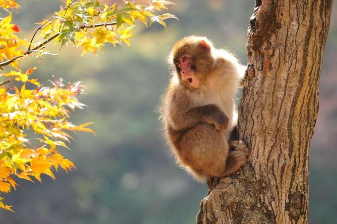 2-day-snow-monkey-tour-nagano-to-takayama-via-matsumoto
