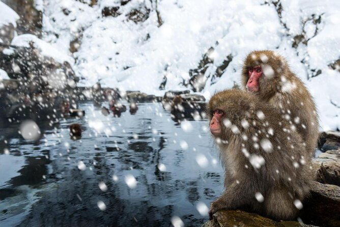 2-day-snow-monkey-tour-nagano-to-takayama-via-matsumoto