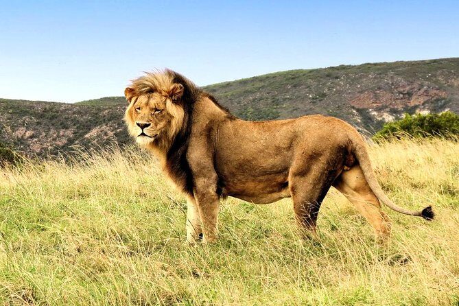 2 Day South African Wildlife Tour with 4x4 Safari from Cape Town - Who Is This Tour Best For?
