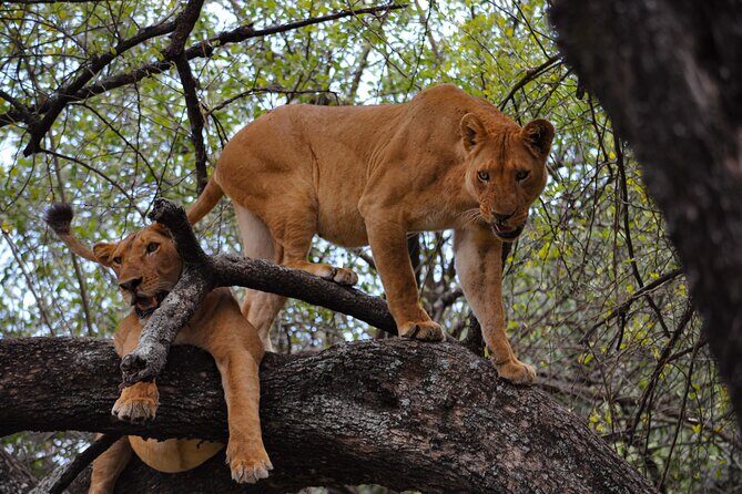 2-Day Sublime Safari to Tarangire and Ngorongoro Safari - Authentic Encounters and Unique Moments