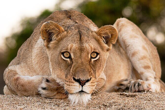 2-Day Sublime Safari to Tarangire and Ngorongoro Safari - Who Should Consider This Tour?