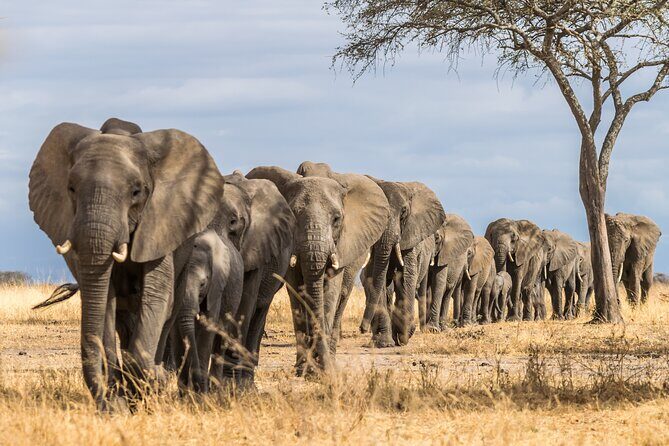 2-Day Sublime Safari to Tarangire and Ngorongoro Safari - The Sum Up: Is This Safari Worth It?